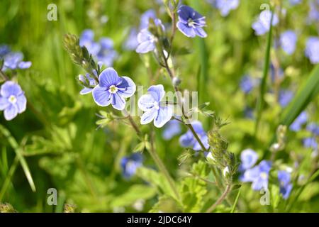 Veronica chamaedrys, the germander speedwell, bird`s-eye speedwell, or cat`s eyes is an herbaceous perennial species of flowering plant in the plantai Stock Photo